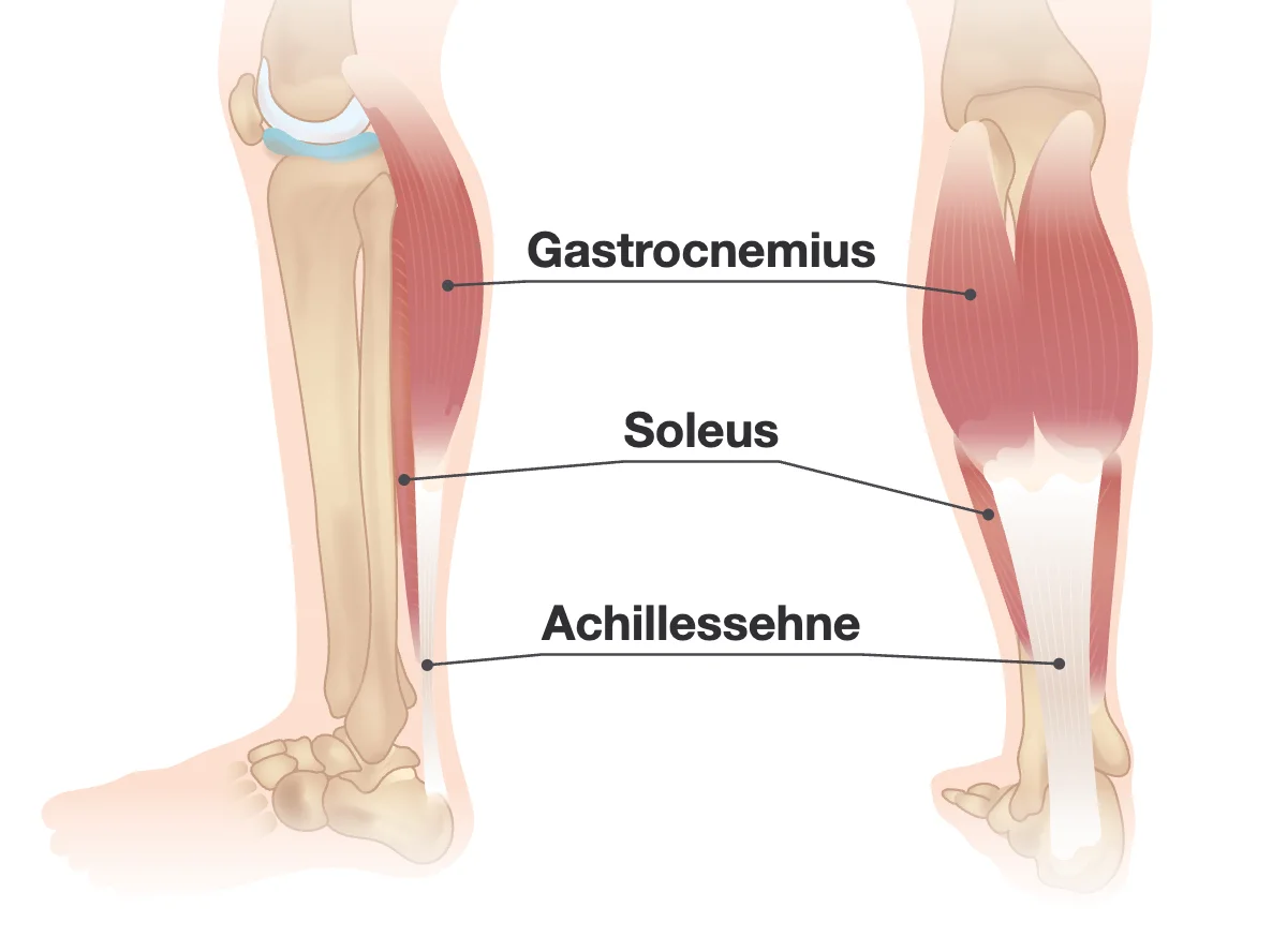 Unterschenkel von der Seite und von hinten: Gastrocnemius und Soleus werden schmaler und gehen über der Ferse in die Achillessehne über.