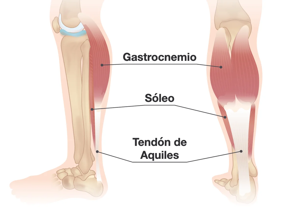 La parte de atrás de una pierna que muestra el gastrocnemio, el músculo más grande cerca de la rodilla, el sóleo, más plano, debajo de él, y los dos uniéndose en el tendón de Aquiles en el talón.