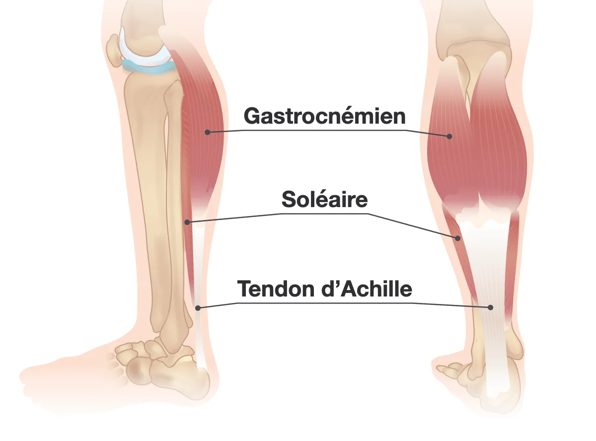 Vues de côté et de dos d’une jambe montrant le gastrocnémien et le soléaire qui s’affinent jusqu’au tendon d’Achille, au-dessus du talon.