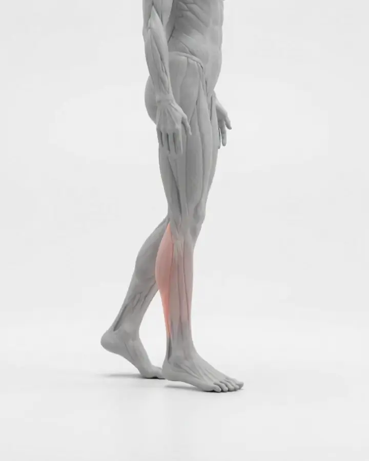 A figure in a split stance pushing the knee forward over the toes, the ankle highlighted