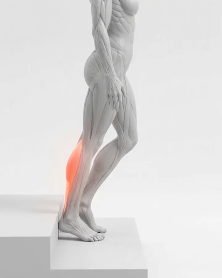 A figure on a step lowering one heel below the step edge with a straight knee, the calf and Achilles highlighted