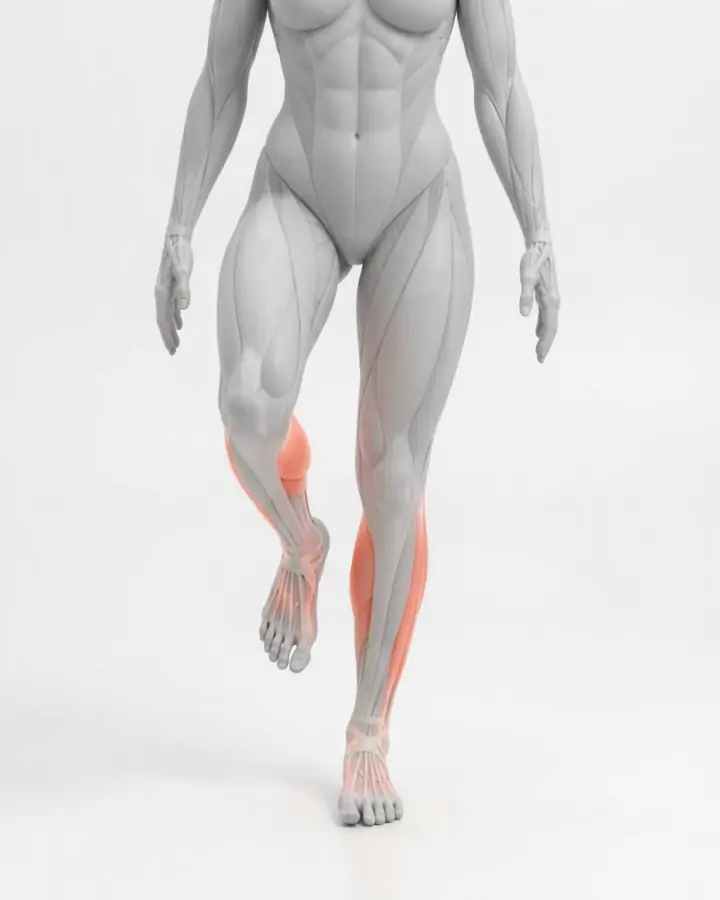 A figure balancing on one leg, the lower leg muscles highlighted