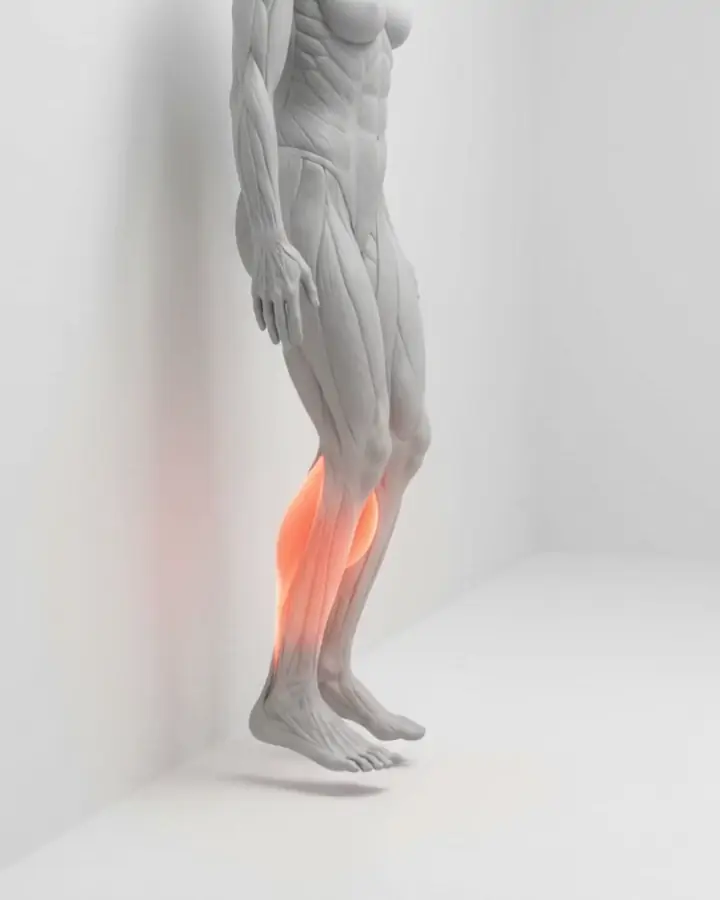A figure standing against a wall lifting the toes off the floor, the shin muscles highlighted
